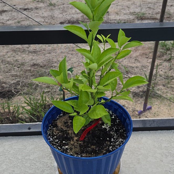 Photo of the plant species Blood Orange by @HaptikFeedback named Blood Orange on Greg, the plant care app