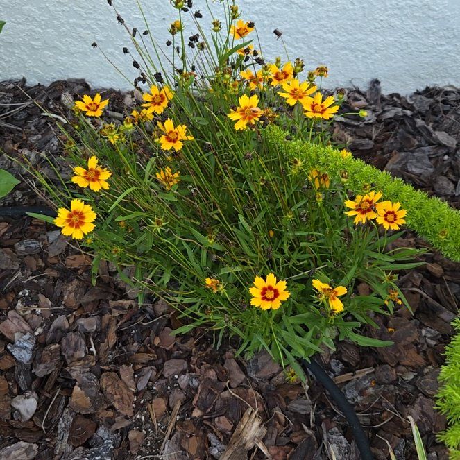 Photo of the plant species Lanceleaf Tickseed by @HaptikFeedback named Lanceleaf on Greg, the plant care app