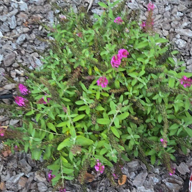 Photo of the plant species Butterfly Bush by @HaptikFeedback named Butterfly Bush I on Greg, the plant care app