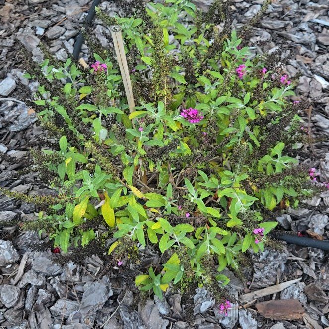 Photo of the plant species Butterfly Bush by @HaptikFeedback named Butterfly Bush II on Greg, the plant care app