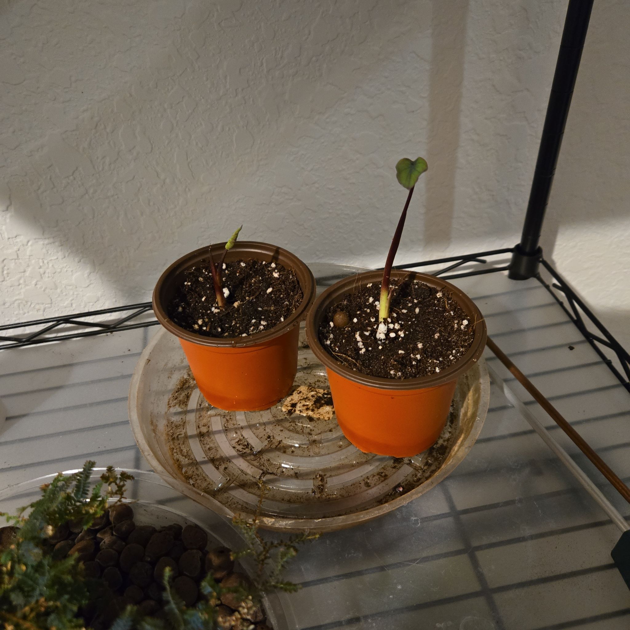 Photo of the plant species Black Magic Elephant Ear by @HaptikFeedback named The Twins on Greg, the plant care app