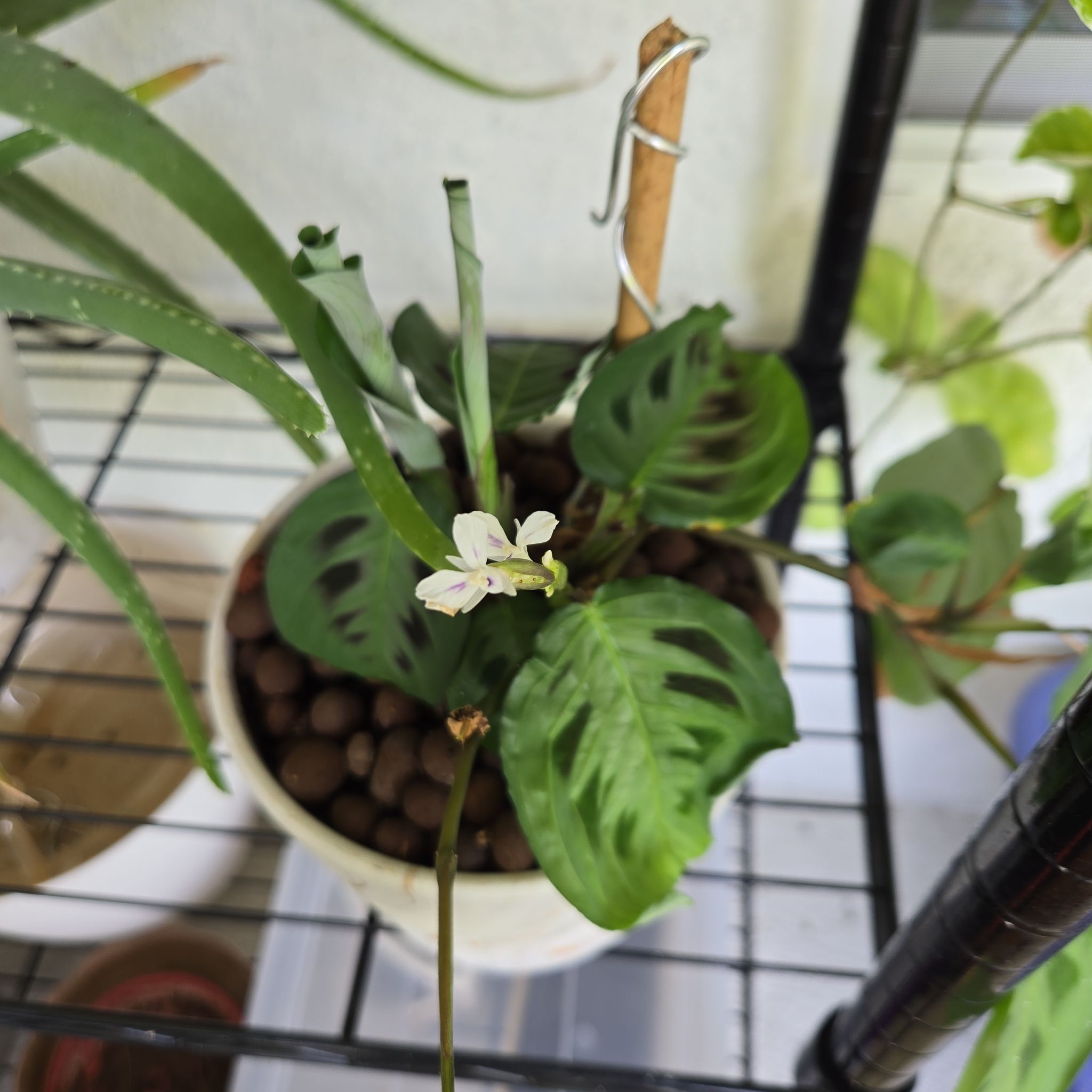Photo of the plant species Rabbit Tracks by @HaptikFeedback named Rabbit Tracks II on Greg, the plant care app