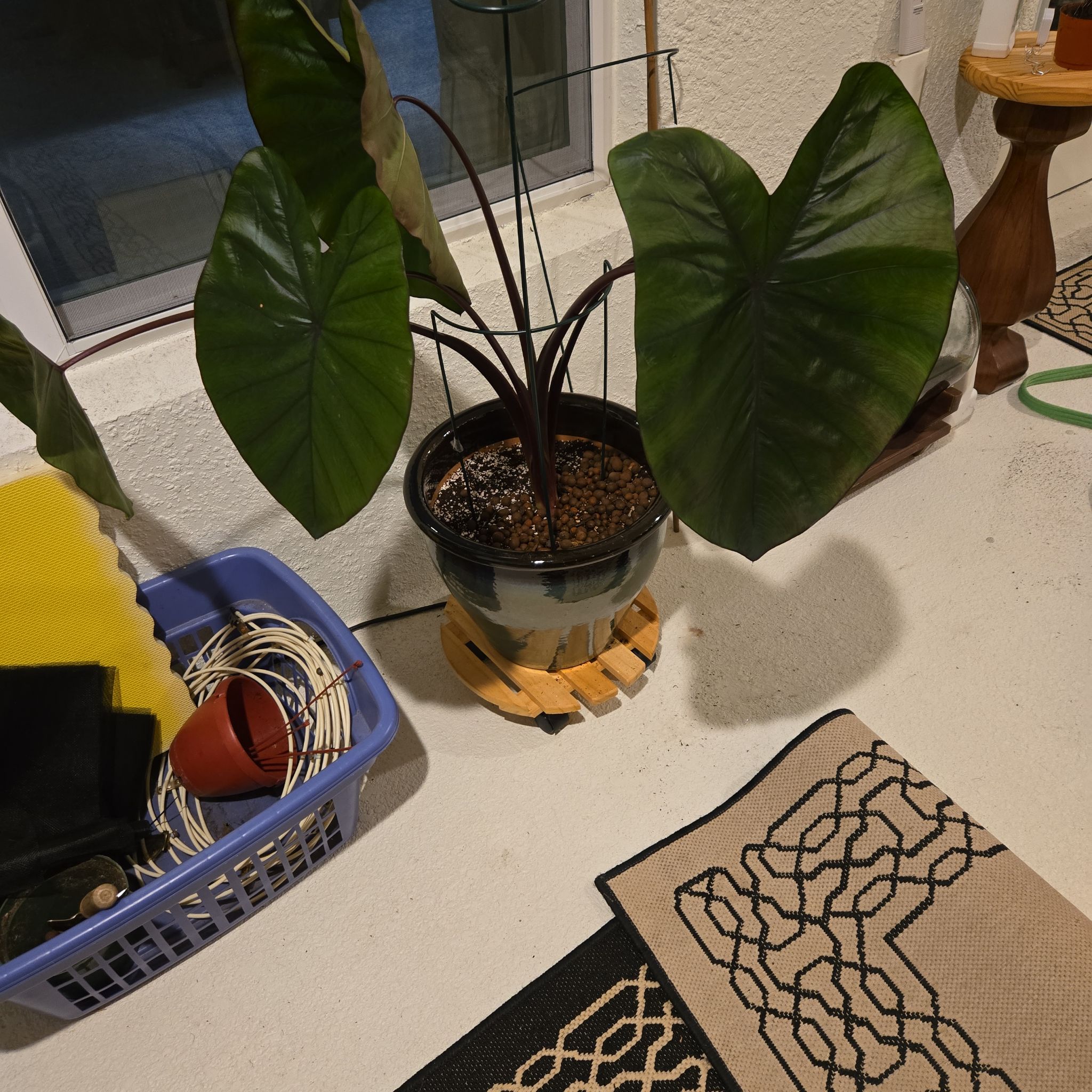 Photo of the plant species Black Magic Elephant Ear by @HaptikFeedback named Black Magic on Greg, the plant care app