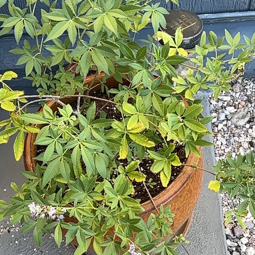 Photo of the plant species California Buckeye by @MaestroJicaro10 named Marilyn on Greg, the plant care app