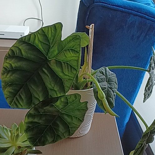 Photo of the plant species Alocasia sinuata 'Quilted Dreams' by @DrivenSweetflag named Einstein on Greg, the plant care app