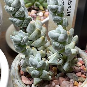 Photo of the plant species Crassula deceptor by @PeachyLlavea88 named Clooney on Greg, the plant care app