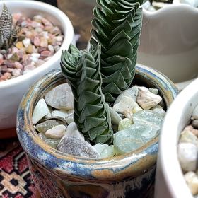 Photo of the plant species Buddhas Temple by @PeachyLlavea88 named Bodhi on Greg, the plant care app