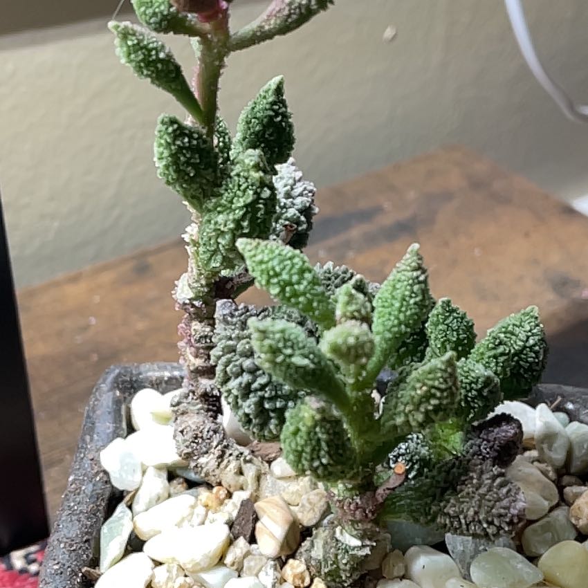 Photo of the plant species Adromischus Herrei by @PeachyLlavea88 named Gaga on Greg, the plant care app