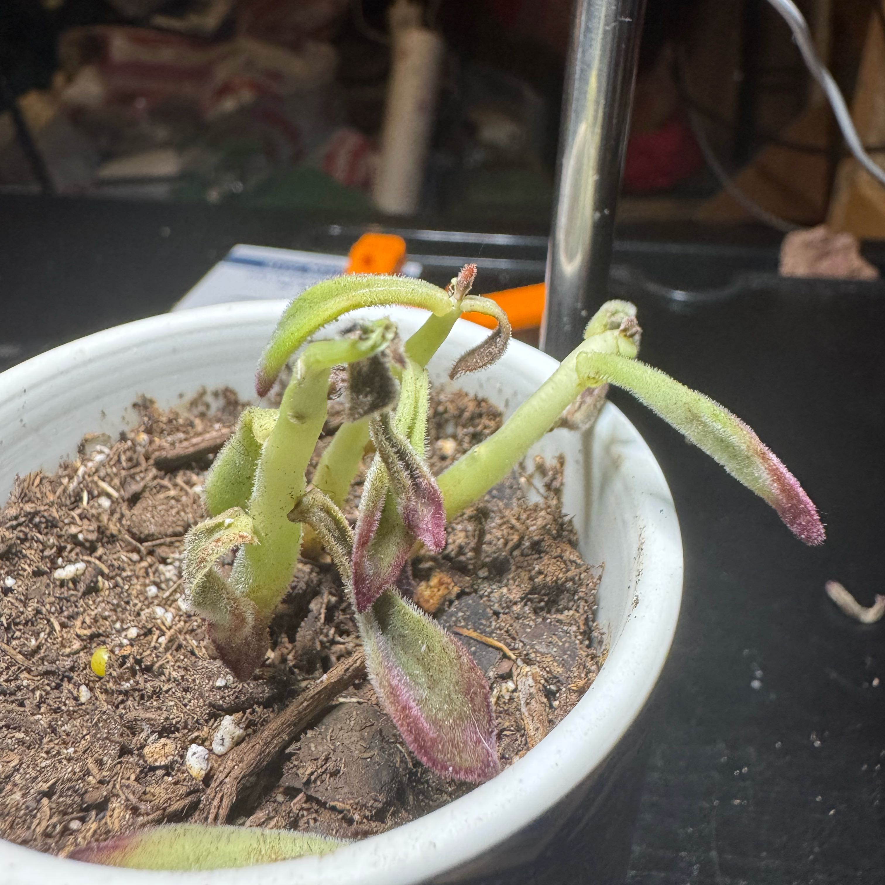 Photo of the plant species Ruby Slippers Echeveria by @CalmCoojong60 named Queen on Greg, the plant care app