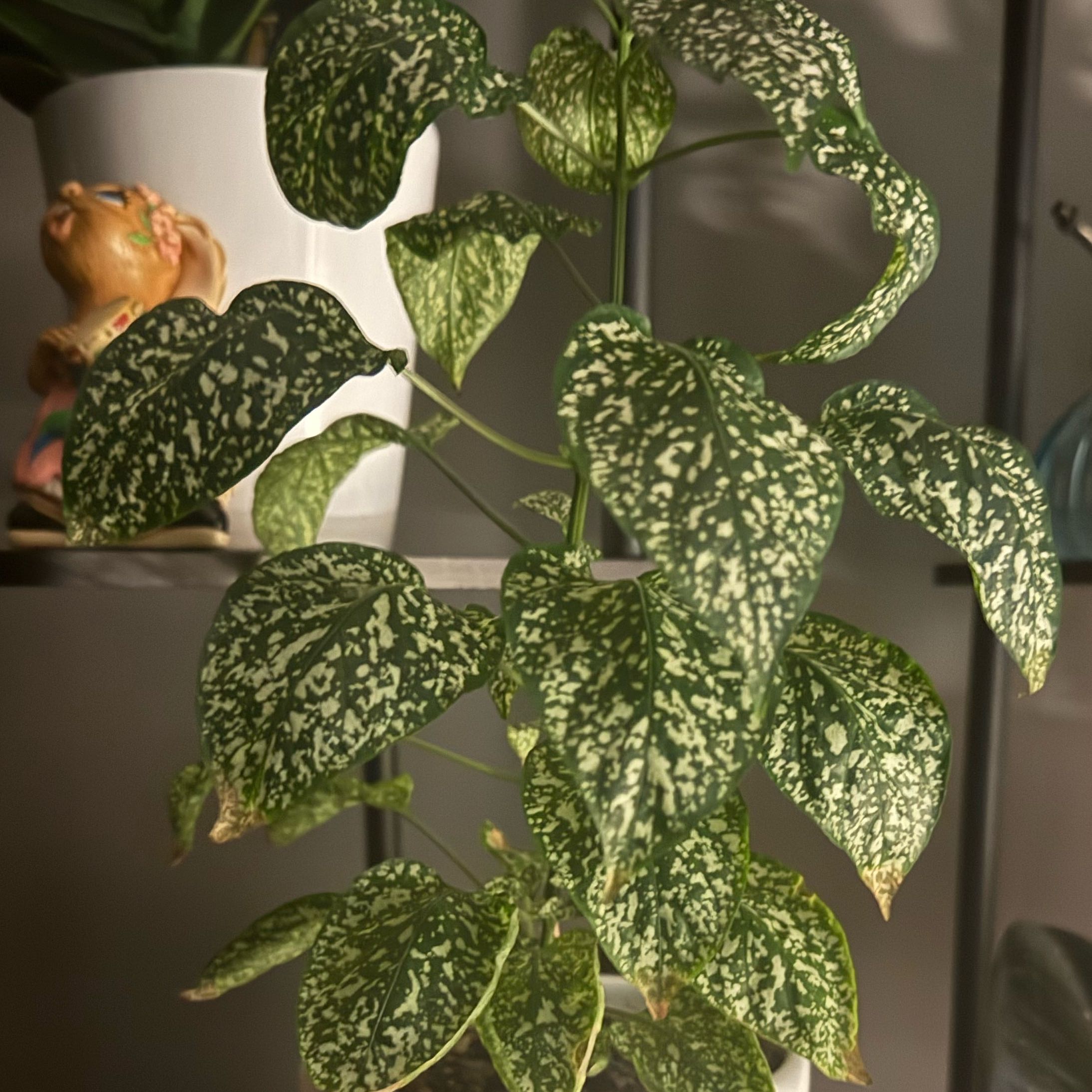 Photo of the plant species Ribbon Bush by @BossPinoak50 named Tupot amaroot on Greg, the plant care app