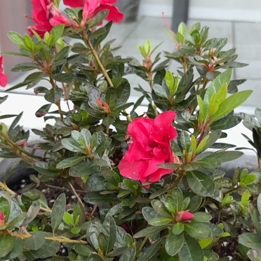 Photo of the plant species Canyon Larkspur by @StaunchMira2 named Mando on Greg, the plant care app