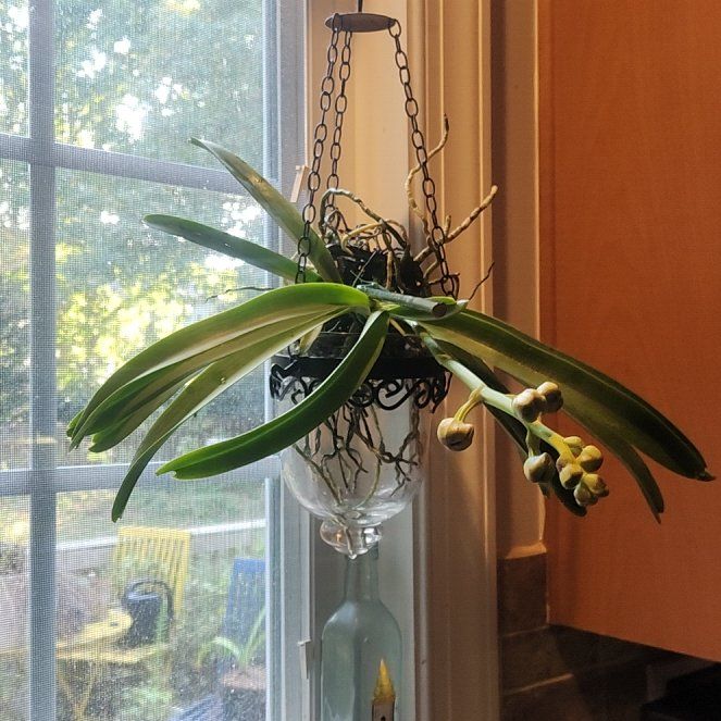Photo of the plant species Vanda orchid by @NewPilea19 named Baggy baby on Greg, the plant care app