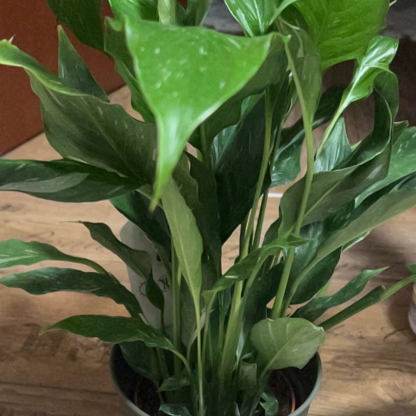 Photo of the plant species Variegated Peace Lily by @AceCapsicum77 named Orwell on Greg, the plant care app