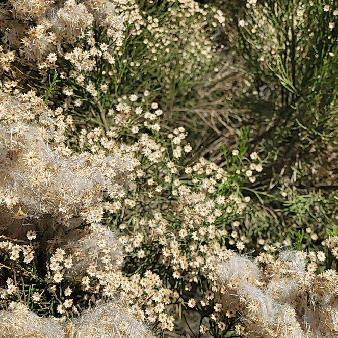 Photo of the plant species Argentine Fleabane by @WinVeilwort2 named Taylor Swift on Greg, the plant care app