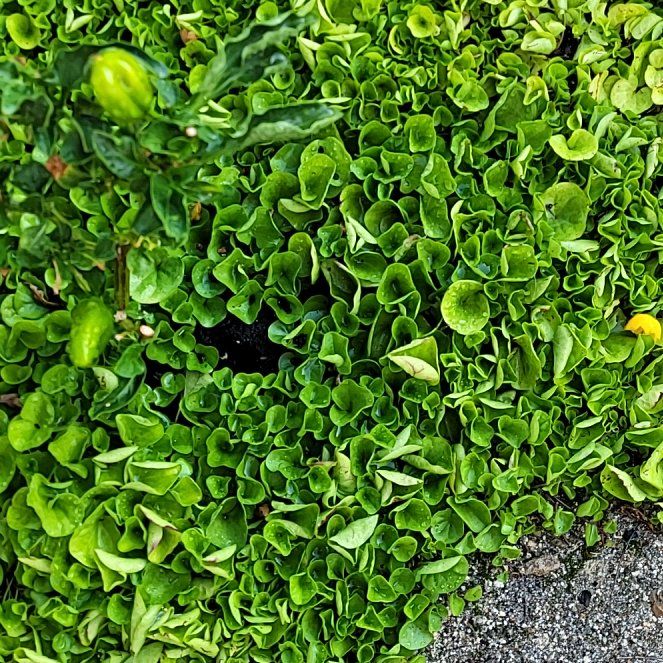 Photo of the plant species Kidney Weed by @WinVeilwort2 named Stella on Greg, the plant care app