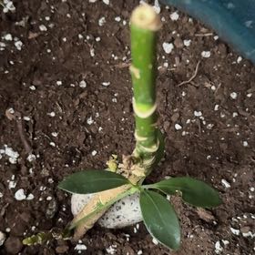 Photo of the plant species Umbrella Tree 'Charlotte' by @LushEllisia27 named Remington on Greg, the plant care app