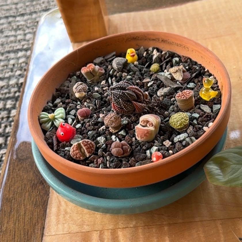 Photo of the plant species Assorted Lithops by @PureRamshorn85 named Gates on Greg, the plant care app