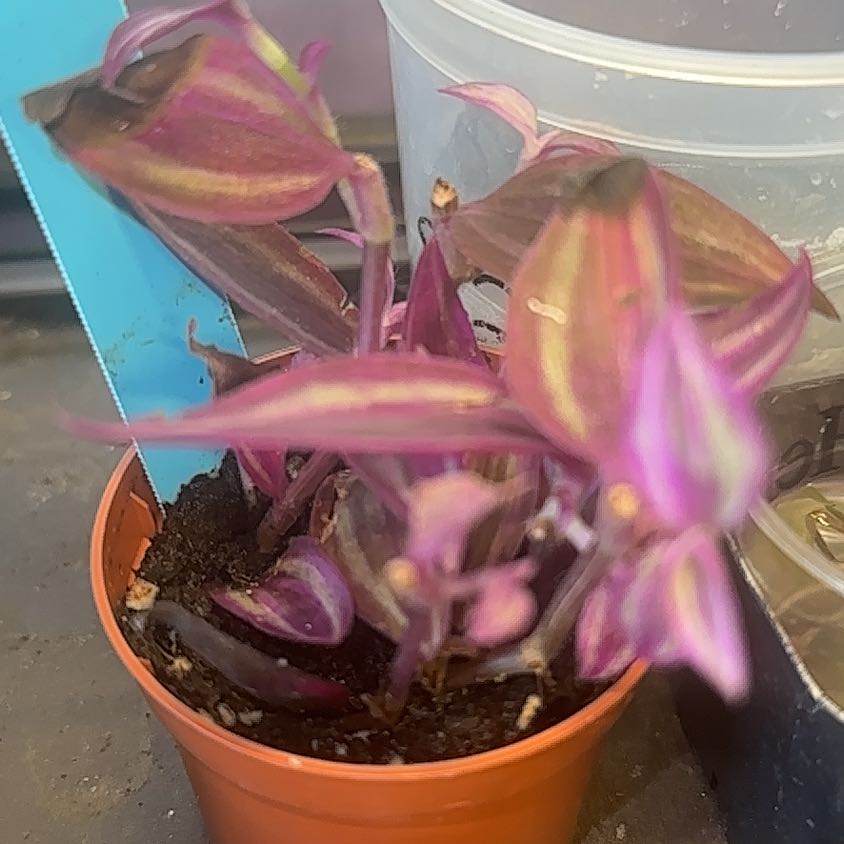 Photo of the plant species Tradescantia 'Pink Paradise' by @SolidSoybean96 named Gaga on Greg, the plant care app
