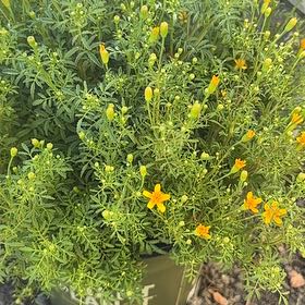 Photo of the plant species Dwarf Mexican Marigold by @SavvyEggplant21 named Sanders on Greg, the plant care app