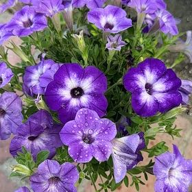 Photo of the plant species Petunia 'Supertunia Tiara Blue' by @SavvyEggplant21 named Bigleef Smalls on Greg, the plant care app
