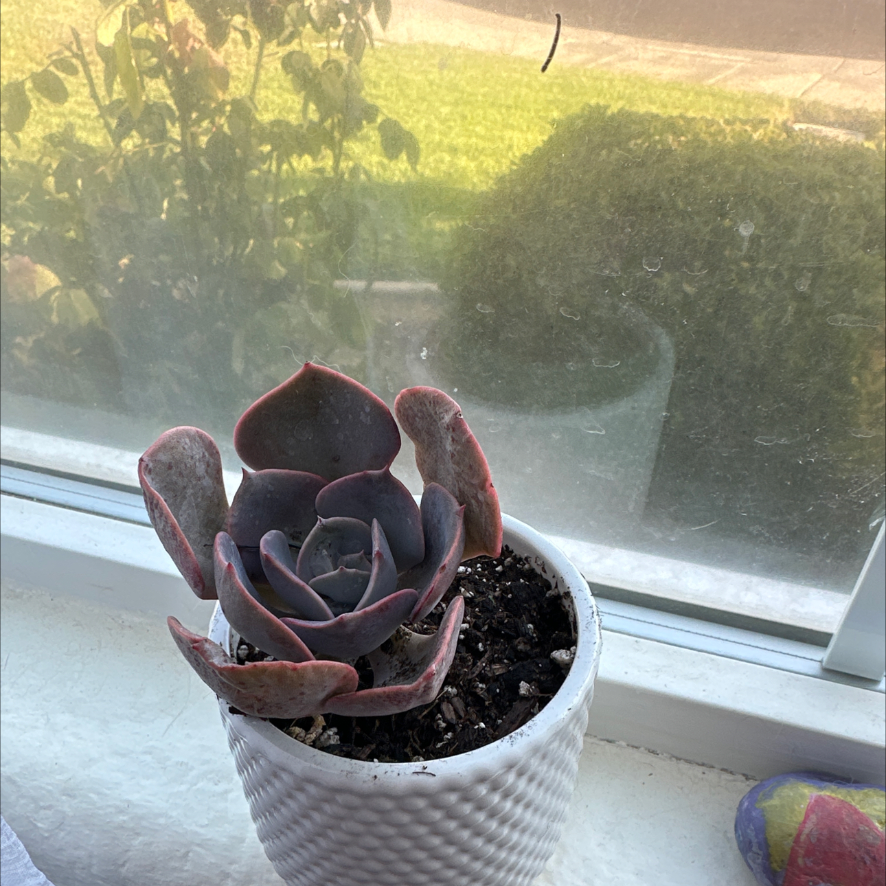 Lulu