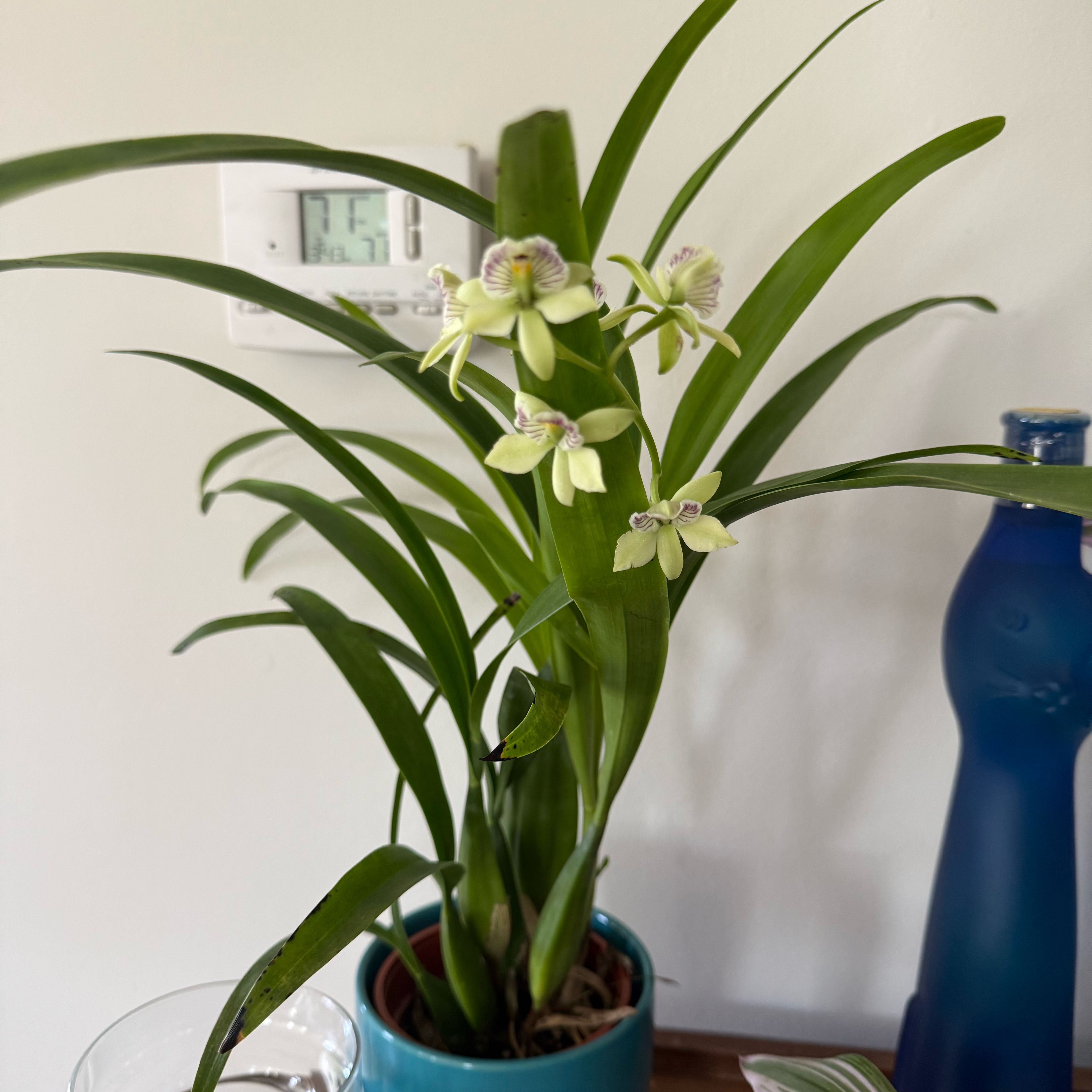 Photo of the plant species Encyclia by @KeyWolfsbane23 named ChloroPhil on Greg, the plant care app