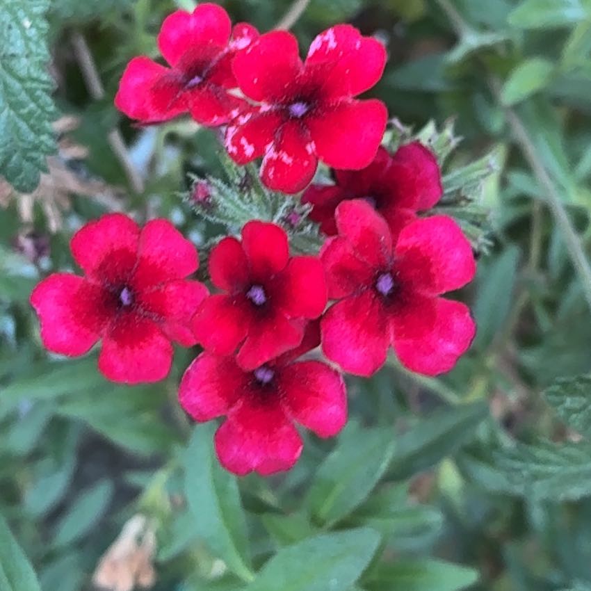 Photo of the plant species Drummond's Phlox by @AficionadoDill7 named Sonora on Greg, the plant care app