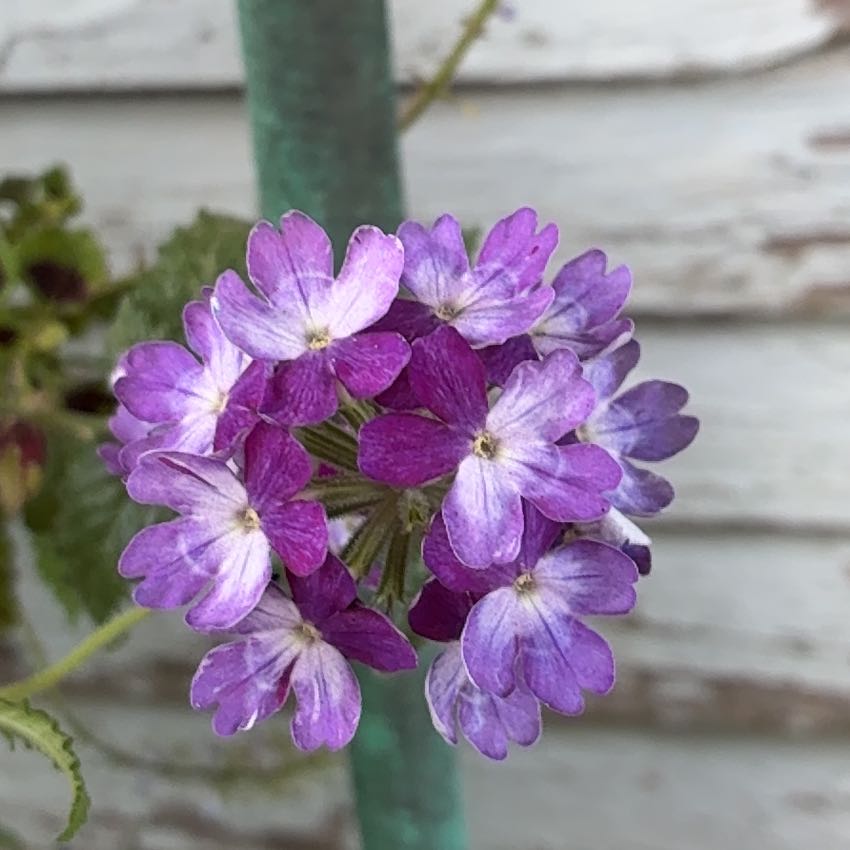 Photo of the plant species Fairy Foxglove by @AficionadoDill7 named Nemo on Greg, the plant care app