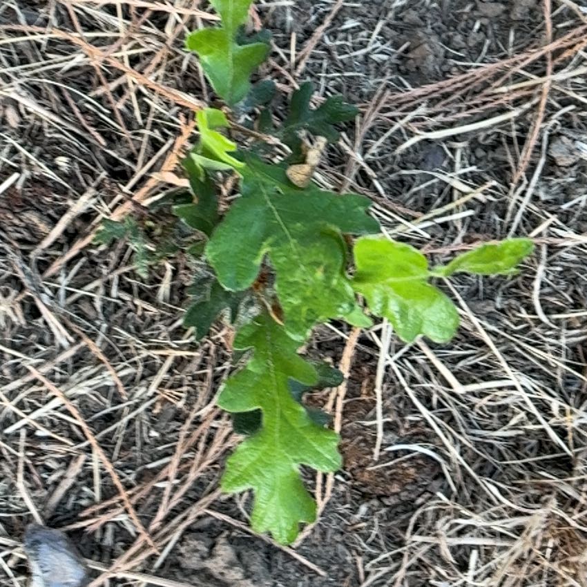 Photo of the plant species English Oak by @AficionadoDill7 named Drake on Greg, the plant care app