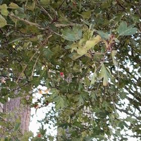 Photo of the plant species Hawthorn by @AficionadoDill7 named Curie on Greg, the plant care app