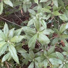 Photo of the plant species Western Azalea by @AficionadoDill7 named Beckham on Greg, the plant care app