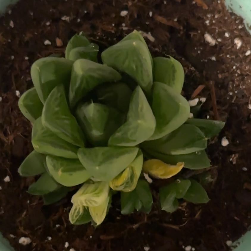 Photo of the plant species Haworthia cuspidata 'Variegata' by @IconOrchids61 named Sage on Greg, the plant care app