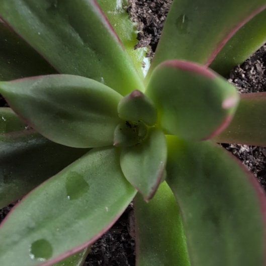 Photo of the plant species Echeveria x Raquel by @FlexibleRedflax named Foxxy on Greg, the plant care app
