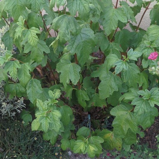 Photo of the plant species American Cranberrybush Viburnum by @EnhancedGrass88 named James Dean on Greg, the plant care app
