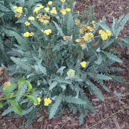 Photo of the plant species Fernleaf Yarrow by @EnhancedGrass88 named Bodhi on Greg, the plant care app