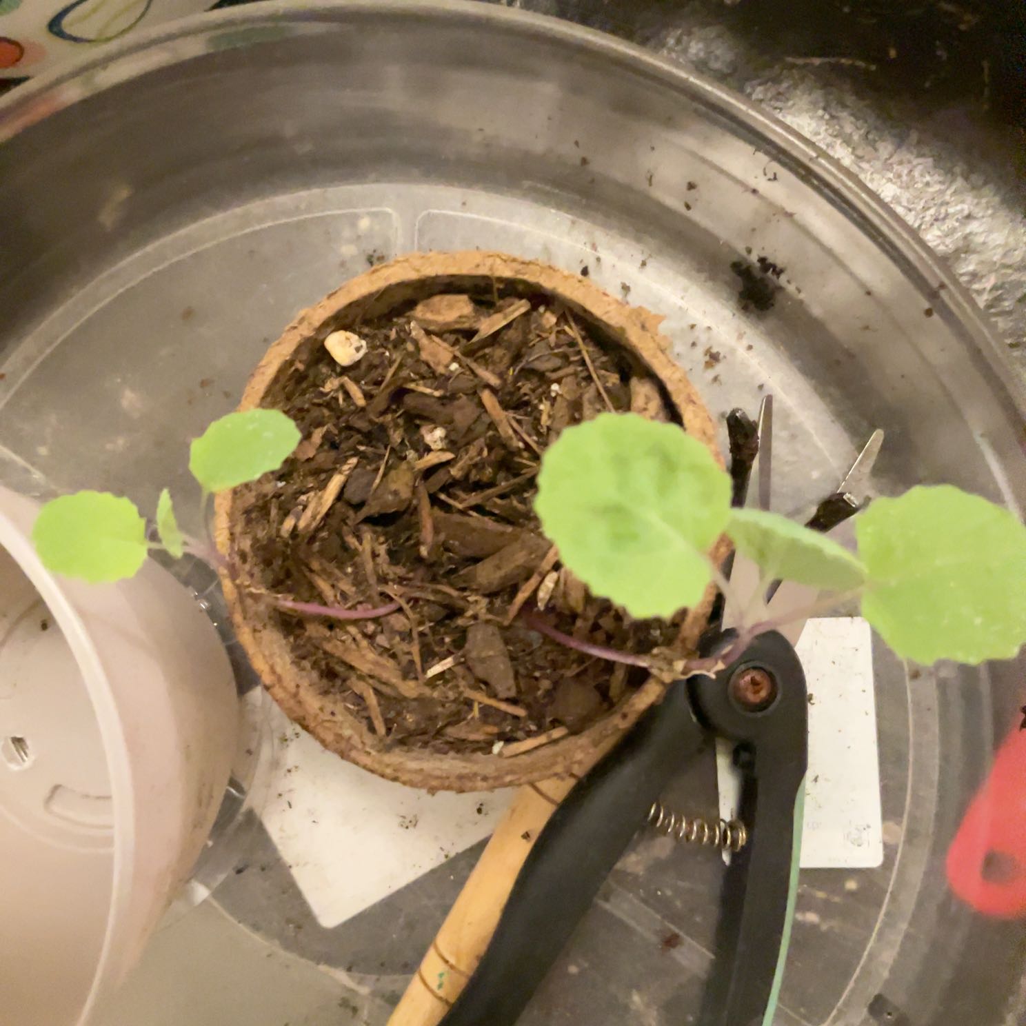 Photo of the plant species Broccoli 'Green Magic' by @LucidSquash49 named Drake on Greg, the plant care app