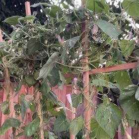 Photo of the plant species Oceanblue Morning-Glory by @WorthyCowslip95 named Peter Parker on Greg, the plant care app