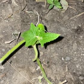 Photo of the plant species Wild Cucumber by @CrispTomato32 named Bieber on Greg, the plant care app