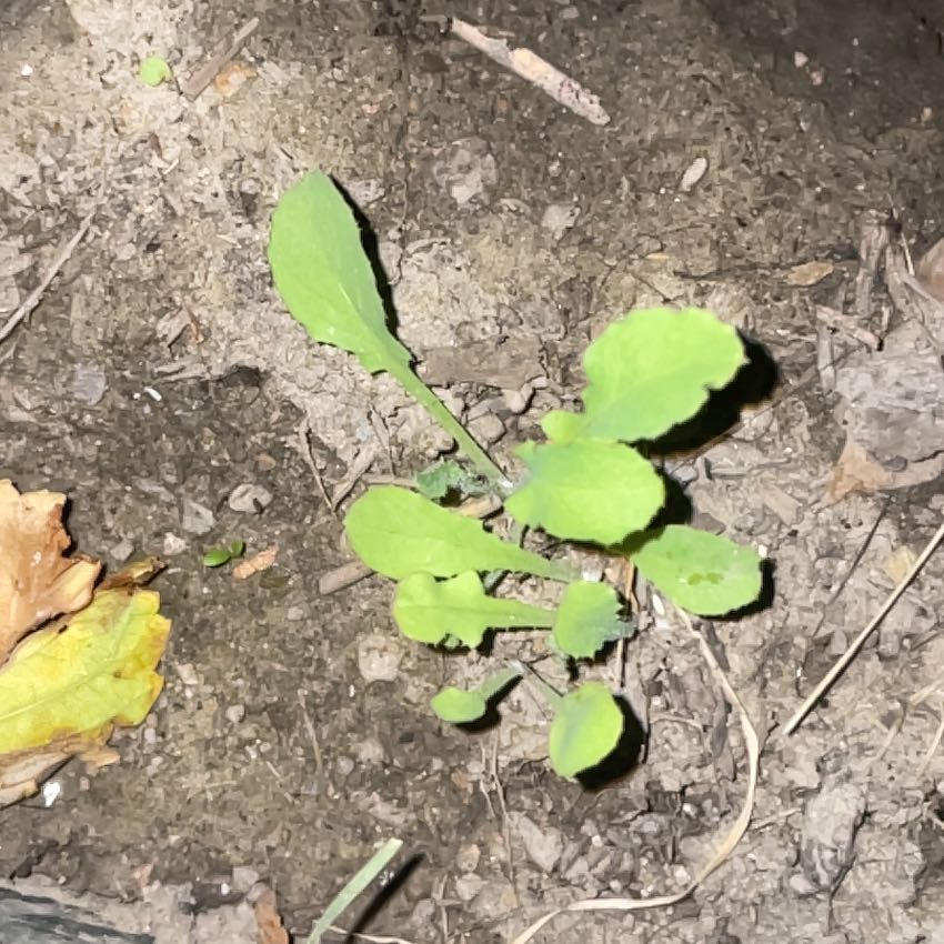 Photo of the plant species Field Mustard by @CrispTomato32 named Treeyoncé on Greg, the plant care app