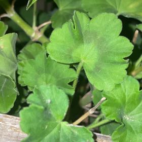 Photo of the plant species Shining Geranium by @CrispTomato32 named Peter Parker on Greg, the plant care app