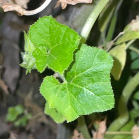 Photo of the plant species Bur Cucumber by @CrispTomato32 named Ronaldo on Greg, the plant care app
