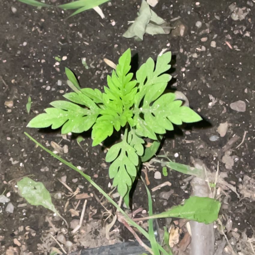 Photo of the plant species Annual Ragweed by @CrispTomato32 named Leaf Erickson on Greg, the plant care app