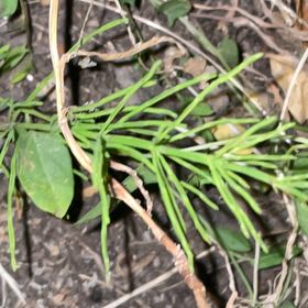 Photo of the plant species Whisk Fern by @CrispTomato32 named LiloStitch on Greg, the plant care app
