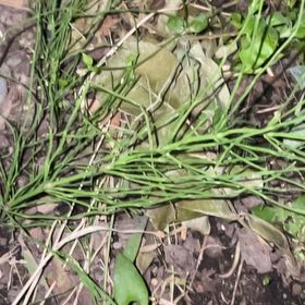 Photo of the plant species Field Horsetail by @CrispTomato32 named Leonardo on Greg, the plant care app