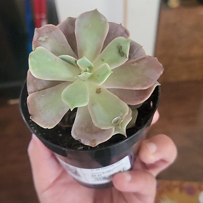 Photo of the plant species Succulent by @BusyRhodora26 named Diana on Greg, the plant care app