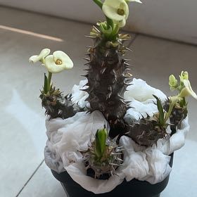 Photo of the plant species Euphorbia parvimedusae by @NimbleIvygourd named Foxxy on Greg, the plant care app