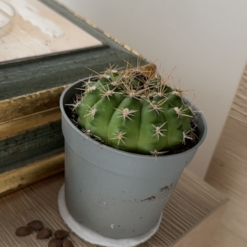 Photo of the plant species Gymnocalycium pflanzii by @IdolChilli66 named Kylie on Greg, the plant care app