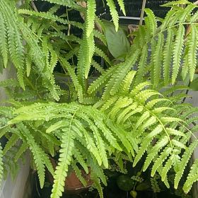 Photo of the plant species Matteuccia by @UnopposedHoya named Lebron on Greg, the plant care app