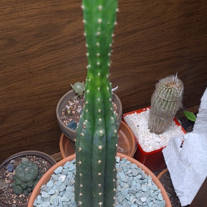 Photo of the plant species San Pedro by @ValidChosmo93 named Muhammad Ali on Greg, the plant care app