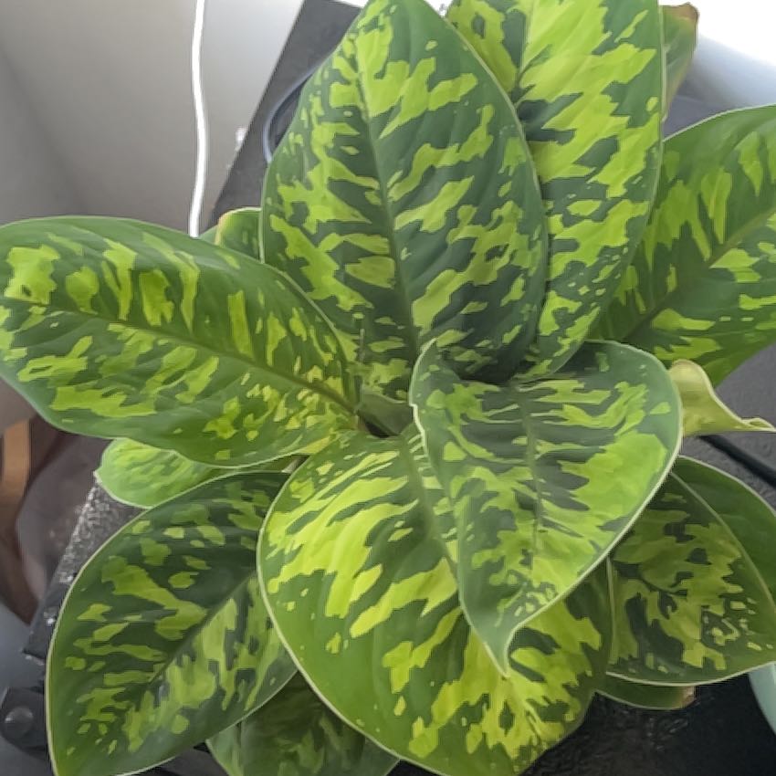 Photo of the plant species Camoflage by @BossAppletree25 named Beckham on Greg, the plant care app